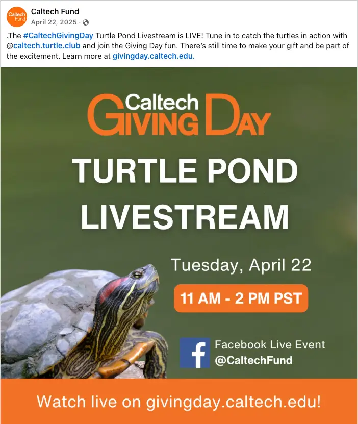 CalTech Live Turtle Stream