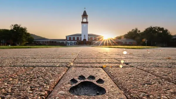 clocktower bobcat paw