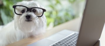 Dog with glasses seated at a laptop computer.